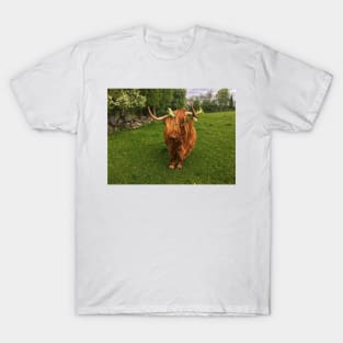 Scottish Highland Cattle Cow with flowers 2401 T-Shirt